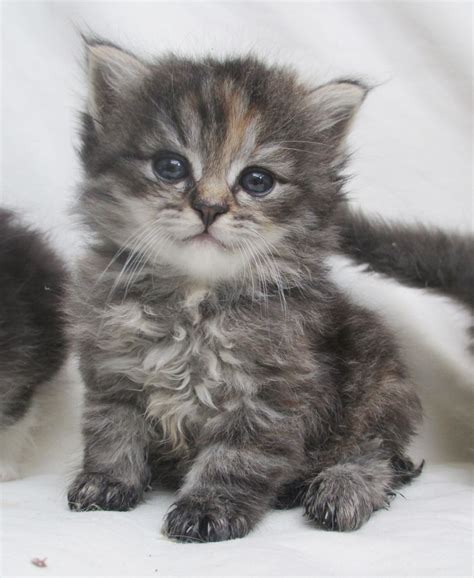 Explore 41 listings for siberian kittens for sale at best prices. Siberian kittens for sale | Stevenage, Hertfordshire ...