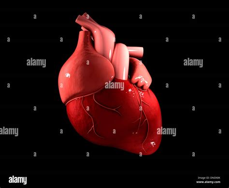 Human Heart Hi Res Stock Photography And Images Alamy