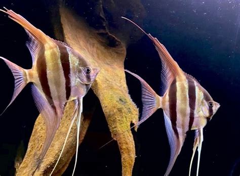 Altum Angelfish Care Guide Tank Size Tank Mates Lifespan