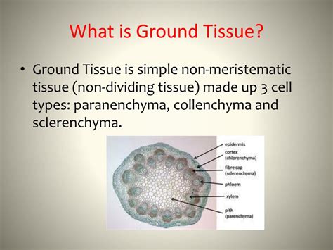 Ppt Ground Tissue Powerpoint Presentation Free Download Id1867499