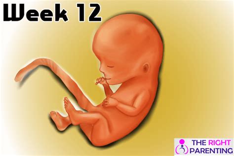 12 Week Pregnant Symptoms Week By Week Pregnancy