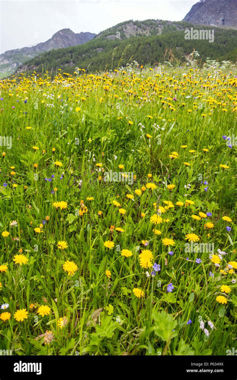 Alpine Meadow With Yellow Flowers Randa Switzerland Stock Photo Alamy