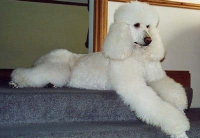 Maybe you would like to learn more about one of these? Standard Poodle Dog Breed Information and Pictures