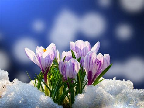Flowers In Snow Wallpapers Top Nh Ng H Nh Nh P