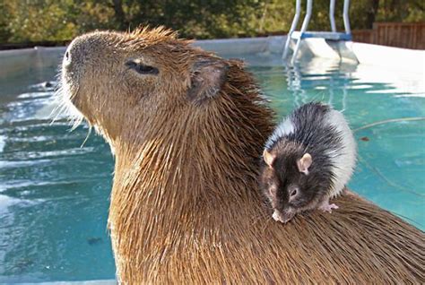 Animals Love Capybaras Capybara Capybara Pet Animals