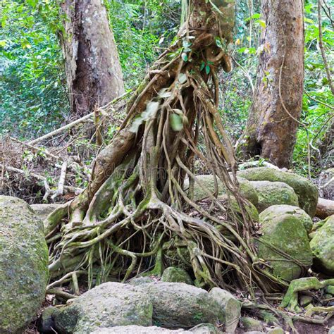 Root System Of A Tree In Tropical Forest Stock Image Image Of Nature