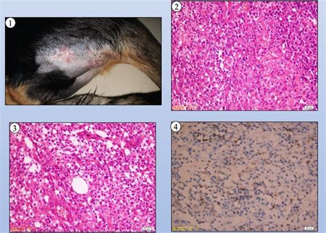 The Use Of Lomustine Treatment In A Dog With Multiple Cutaneous