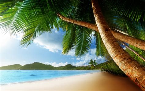 Tropical Palm Trees Beach Ocean Trees Wallpaper X