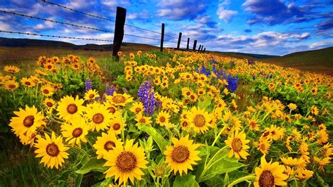 Field Sunflower Sky Nice Summer Nature Beautiful Lovely Meadow Clouds