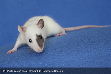 Agouti Le Lab O Rats