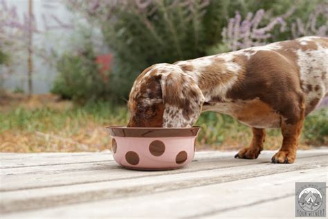 How To Help Your Dachshund Lose Weight And What To Feed Them