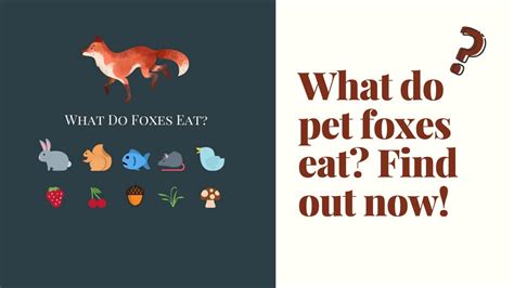 Want To Know What Foxes Eat Pet Fox Diet Youtube