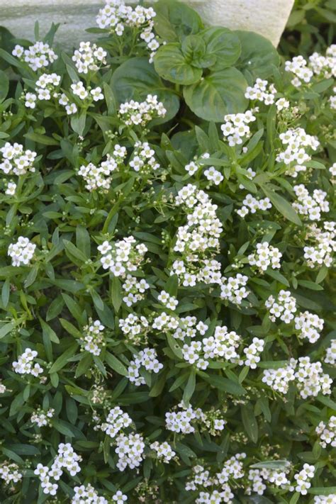 Once a number are in full bloom, one day you'll notice many bees foraging on the open flowers. Alyssum a flower with a honey aroma ideal for your balcony ...