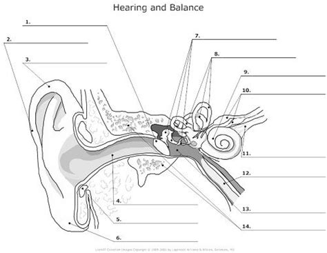 Ear Anatomy Worksheet Learn The Structure Of The Human Ear