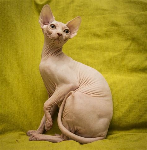 Hairless Cat Sphynx Buy A Kitten Mega Star Cats For Sale Cattery