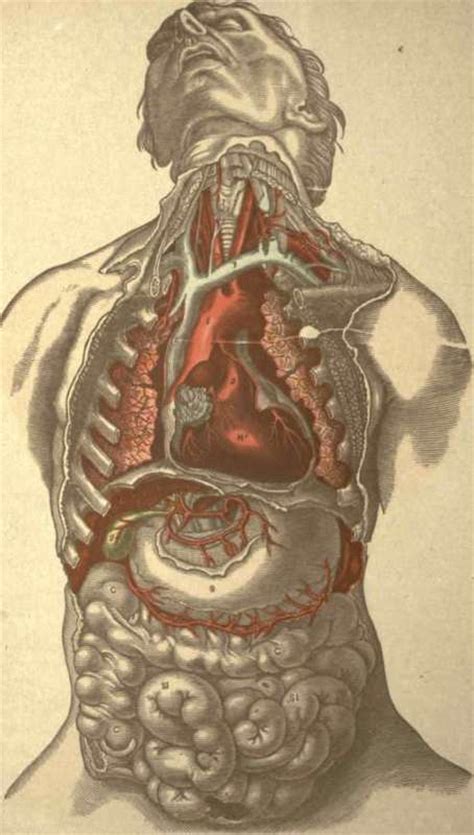 The chest anatomy includes the pectoralis major, pectoralis minor and the serratus anterior. Anatomy