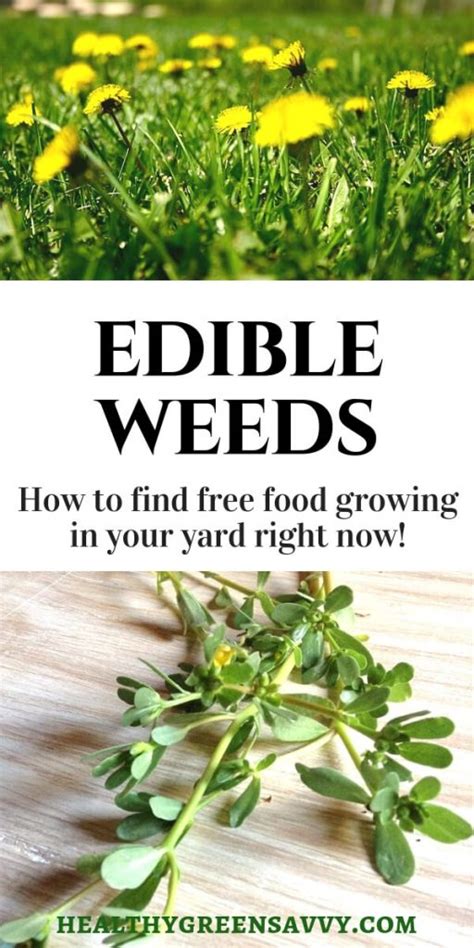 Cant Beat Em Eat Em Edible Weeds Wild Food Foraging Edible Wild