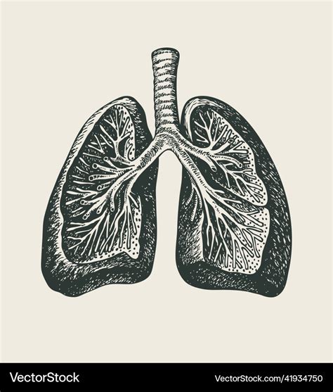 Pencil Drawing Of Human Lungs In Retro Style Vector Image
