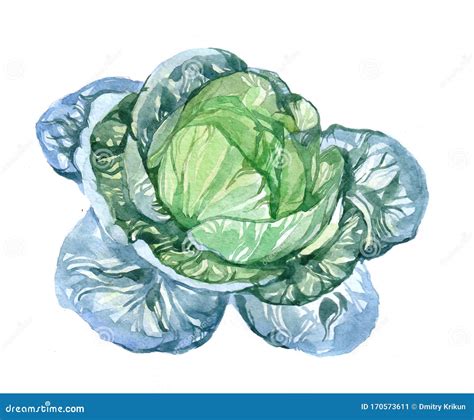 Watercolor Cabbage On White Stock Illustration Illustration Of Summer