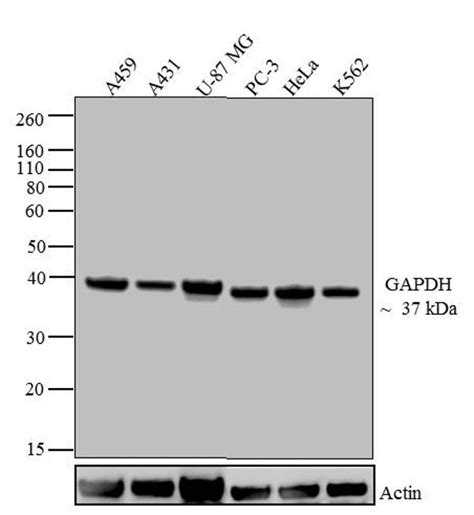 Gapdh Monoclonal Antibody Zg003 39 8600