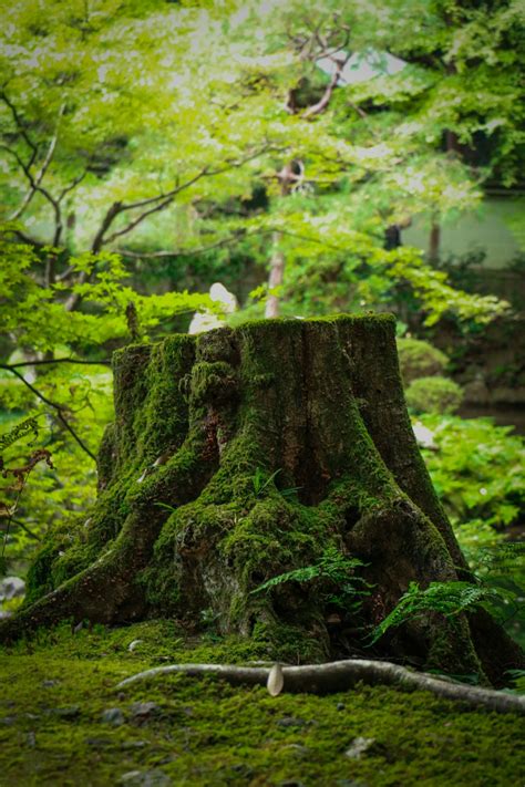 Tree Stump Pictures Download Free Images On Unsplash