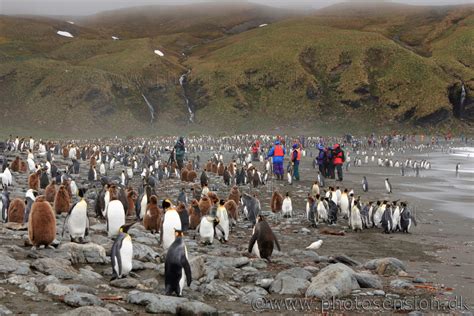 Tourists And King Penguins At Gold Harbour South Georgia Island
