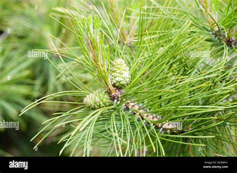 Chinese Red Pine Pinaceae Pinus Tabuliformis China Korea Asia Stock