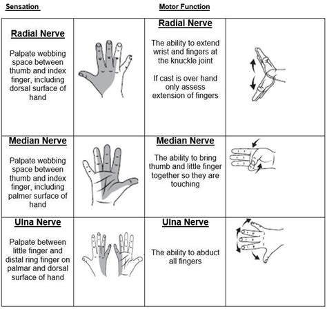 Medical School Testing Median Radial And Ulnar Nerves Hand Therapy