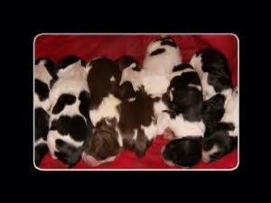 Welcome to greenfield puppies' english bulldog puppies page! English Springer Spaniel Puppies in Wisconsin