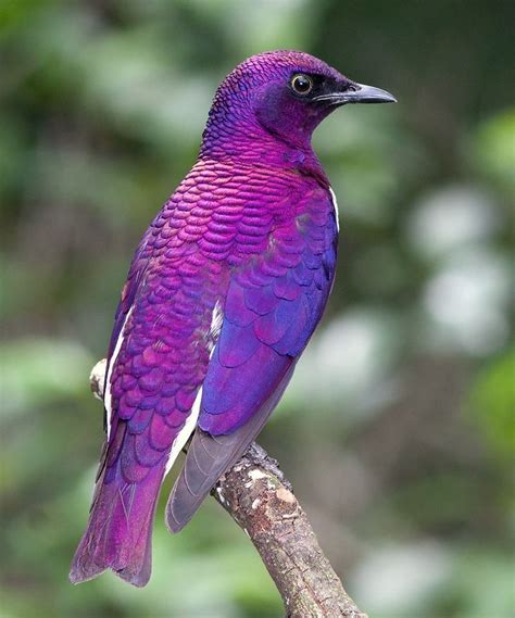 Violet Backed Starling From Africa In 2020 Beautiful Birds Birds