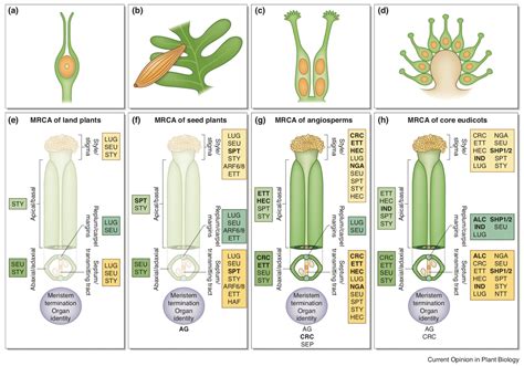 Plantae Review An Evolutionary History Of Genes Controlling Carpel