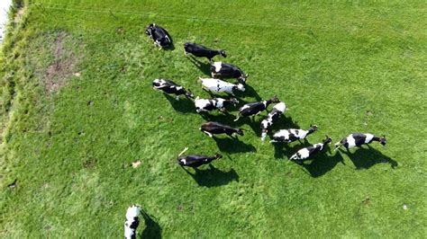 Drone Cow Youtube