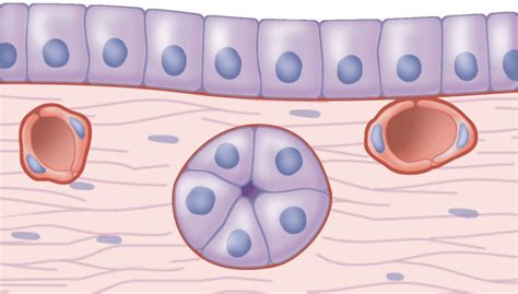 Epithelial Cells Diagram