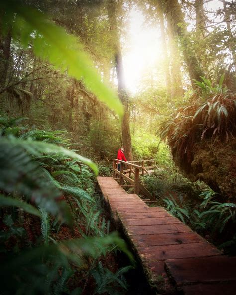Rainforest Trail Vancouver Island Canada