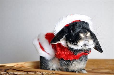 Cute And Funny Pictures Of Animals 16 Christmas
