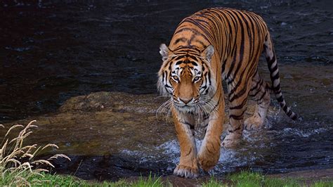 Desktop Wallpapers Tigers Water Animal 1366x768
