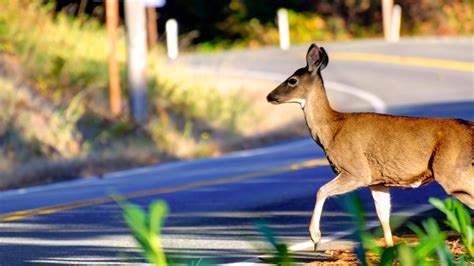 The Opening Of Deer And Black Bear Hunting Seasons Is Approaching In