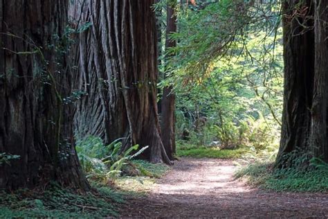 Hike The Parks Redwood National And State Parks Northern California