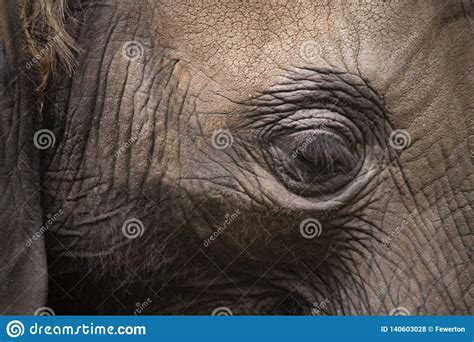 El Ojo Del Buitre Elefante Marino Mirounga