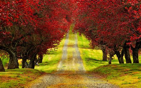 🔥 30 Beautiful Fall Trees Wallpapers Hd Wallpapersafari