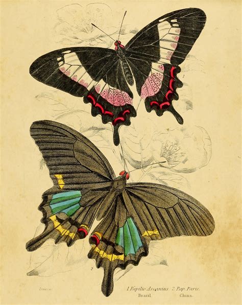 Vintage Butterflies Free Stock Photo Public Domain Pictures