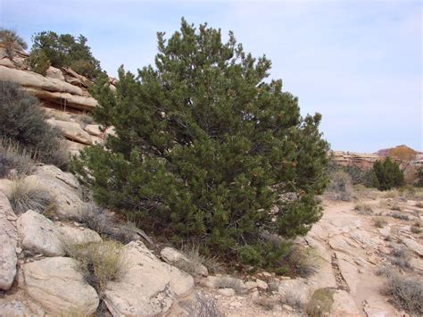 Colorado Pinyon Pine Pinus Edulis Mark Larese Casanova Flickr