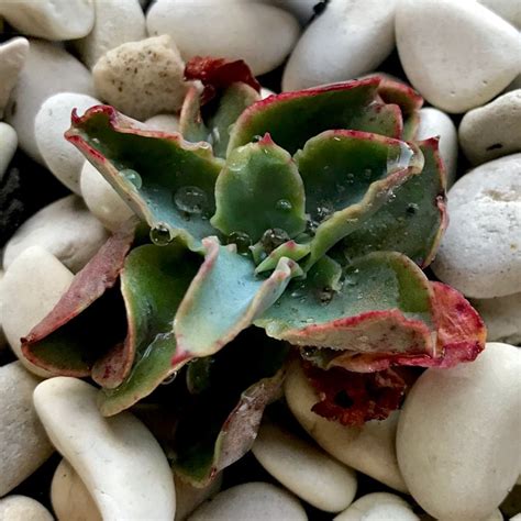 Echeveria Rainbow Sunset Echeveria Rainbow Sunset Uploaded By