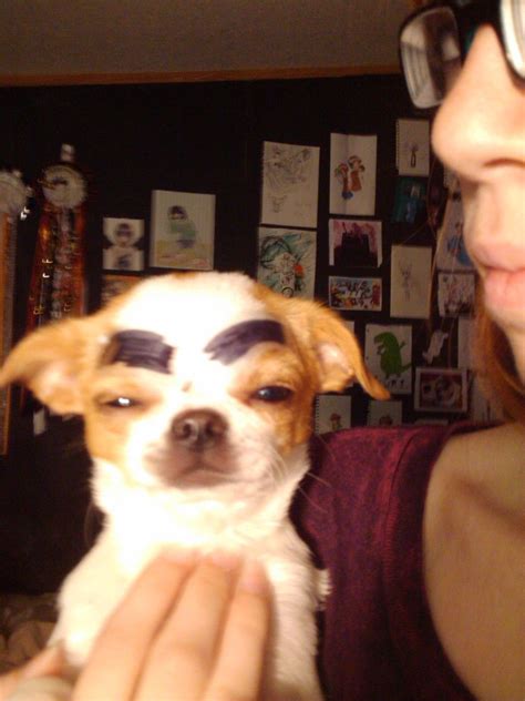 Dog With Eyebrows Tumblr Dog With Eyebrows Dog Crying Puppy Meme