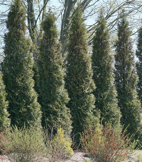 Thuja Occidentalis Full Speed A Hedge® American Pillar Arborvitae