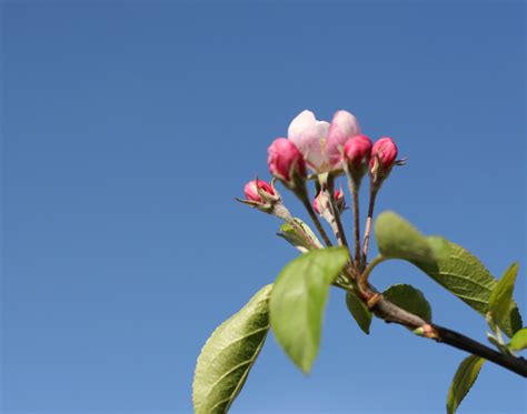 Apple Blossom Bibiana Alexander Flickr