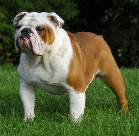 Translations for „standing in the english » russian dictionary (go to russian » english ). Standing proud. The perfect bulldog. | Bulldog | Pinterest ...