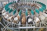 Automazione dell’alimentazione per gli allevamenti bovini della Lombardia
