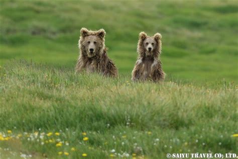 Himalayan Brown Bear In Summer Deosai National Park Rediscover