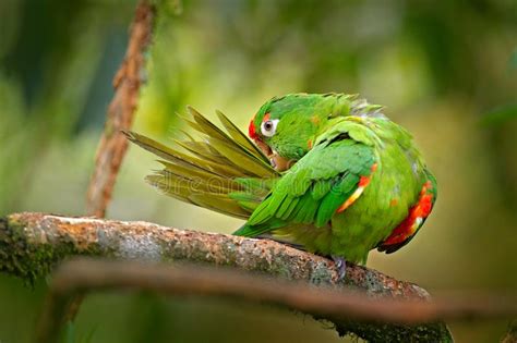 Crimson Fronted Parakeet Aratinga Funschi Portrait Of Light Green